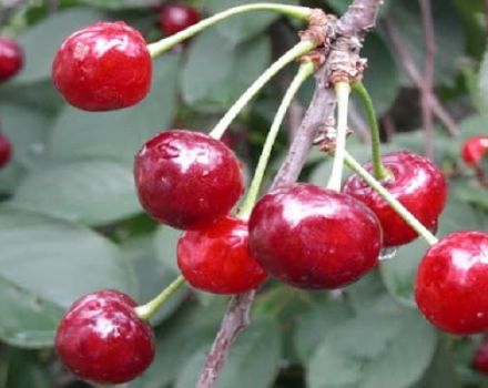 Description and characteristics of the Persistent cherry variety, its advantages and disadvantages