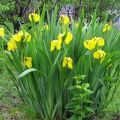 Descripción de variedades de iris, plantación, cultivo, cuidado en campo abierto.