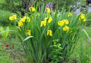 Beschrijving van irisvariëteiten, planten, teelt, zorg in het open veld