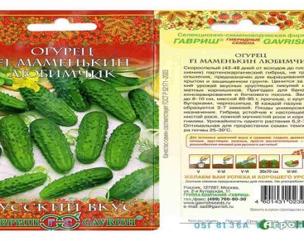 Description of the variety of cucumbers Mamen's pet, features of cultivation and care