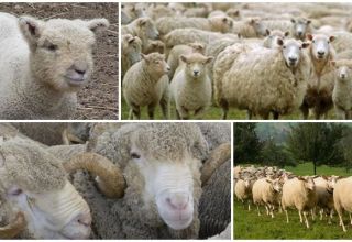 How many years do sheep live on average at home and in the wild