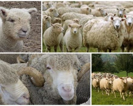 How many years do sheep live on average at home and in the wild