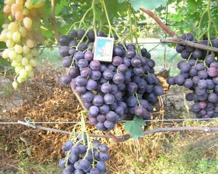 Description and characteristics of the strashensky grape variety, planting and cultivation