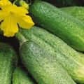 Growing and the best varieties of bee-pollinated cucumbers for greenhouses and open ground