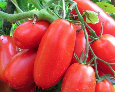 Caractéristiques et description de la variété de tomate troïka sibérienne, rendement