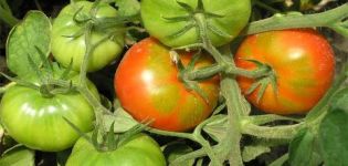 Characteristics and description of the tomato variety Early girl