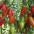 Description et caractéristiques de la variété de tomate française grappe, son rendement