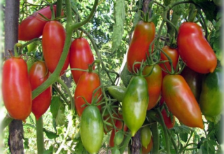 Description and characteristics of the tomato variety French bunch, its yield