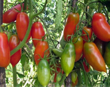 Descripción y características de la variedad de tomate racimo francés, su rendimiento.