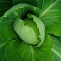 What to do if the cabbage is not tied into the head of cabbage, how to feed or water