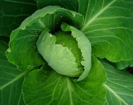 What to do if the cabbage is not tied into the head of cabbage, how to feed or water