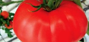 Creciendo con las características y descripción de la variedad de tomate Kirzhach.