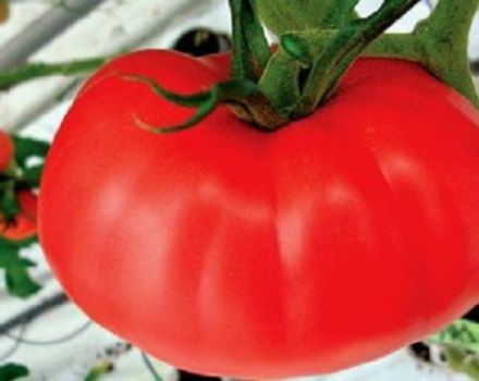 Crescendo con le caratteristiche e la descrizione della varietà di pomodoro Kirzhach