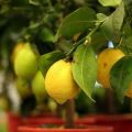 Description du type de citron néo-zélandais, culture et soins à domicile