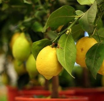 Description of the New Zealand kind of lemon, growing and care at home