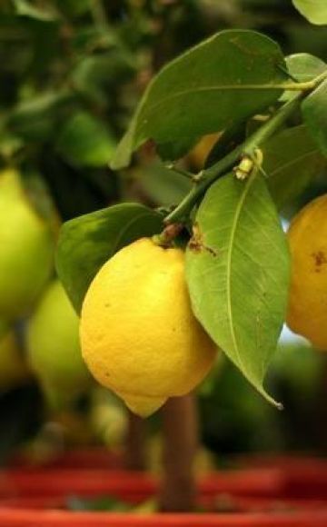 Description du type de citron néo-zélandais, culture et soins à domicile