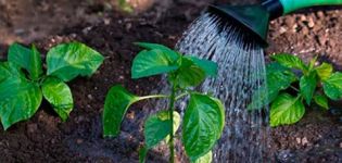 À quelle fréquence et quand arroser le poivre en plein champ et dans la serre