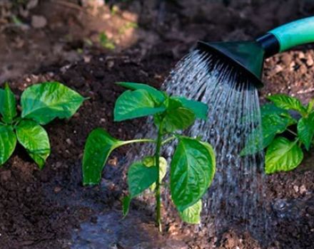 How often and when to water the pepper in the open field and in the greenhouse