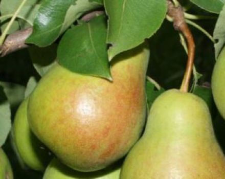 Description and characteristics of the Chizhovskaya pear variety, planting and care