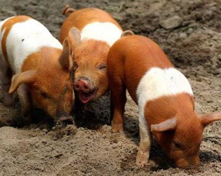 Mga paglalarawan at tampok ng mga dayuhan na protesta ng mga baboy, kasaysayan ng pag-aanak