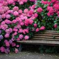 Description of the Katevbinsky rhododendron species, planting and care rules