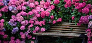 Description of Katevbinsky rhododendron species, planting and care rules