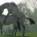 Comment les chevaux sont inséminés et leurs avantages, grossesse et travail