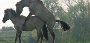 Kako su konji oplođeni i kakve su njihove koristi, trudnoća i porod