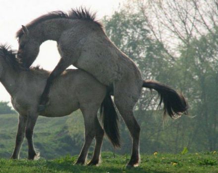 Comment les chevaux sont inséminés et leurs avantages, grossesse et travail