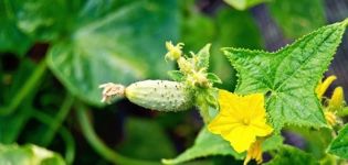 Description de la variété de concombre Malysh, son rendement et son entretien