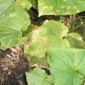 What to do if there are rusty spots on the leaves of cucumbers