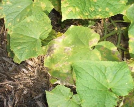 Qué hacer si hay manchas oxidadas en las hojas de los pepinos.