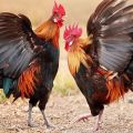 What to do if the roosters fight among themselves and how to prevent aggression