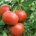 Les variétés de tomates les plus acceptables pour la culture dans les régions de Donetsk Kharkiv et Lugansk