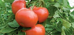 Les variétés de tomates les plus acceptables pour la culture dans les régions de Donetsk Kharkiv et Lugansk