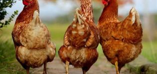 Description and characteristics of sasso chickens, rules and features of the content