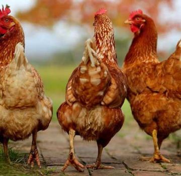 Description et caractéristiques des poulets sasso, règles et caractéristiques du contenu