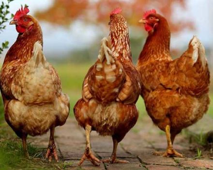 Description et caractéristiques des poulets de la race sasso, règles et caractéristiques du contenu