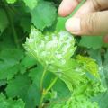 Comment traiter les acariens de la vigne avec des remèdes chimiques et populaires et comment les traiter