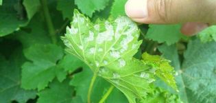 How to deal with grape mites with chemical and folk remedies and how to treat