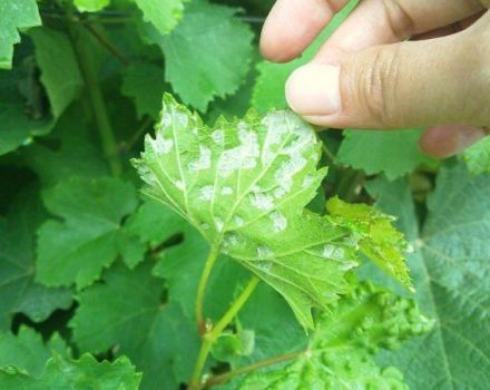 Comment traiter les acariens de la vigne avec des remèdes chimiques et populaires et comment les traiter