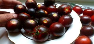 Caractéristiques et description de la variété de tomate cerise noire, rendement