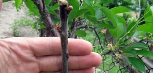 What and how you can graft an apricot with fresh cuttings right for beginners and is it possible