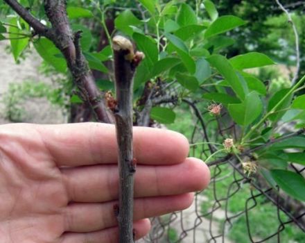 What and how you can graft an apricot with fresh cuttings right for beginners and is it possible