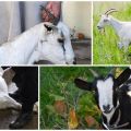 Cara memotong kambing dengan betul di rumah, kaedah menyembelih dan menyembelih bangkai