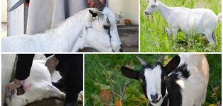 Cómo cortar correctamente las cabras en casa, métodos de sacrificio y despiece de canales.