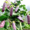 Description of the best varieties of purple peas, their characteristics and cultivation