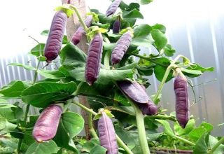 Descripción de las mejores variedades de guisantes morados, sus características y cultivo.