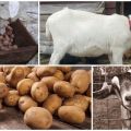 Adakah mungkin dan bagaimana memberi kentang mentah kepada kambing dengan betul, kelebihan produk