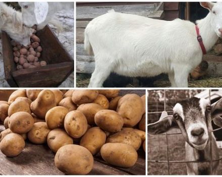 Est-il possible et comment donner correctement des pommes de terre crues aux chèvres, les avantages du produit